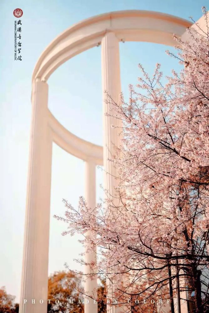 樱花烂漫时 相约在武音
