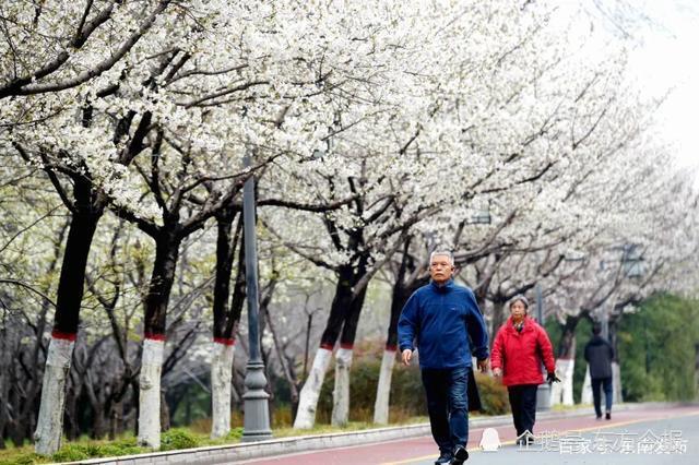 咱洛阳也有樱花大道春季洛阳赏花指南快收好