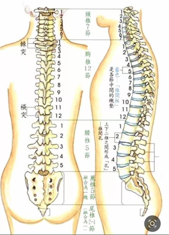 腰椎间盘突出压迫神经,伴随梨状肌紧张,我们该如何放松