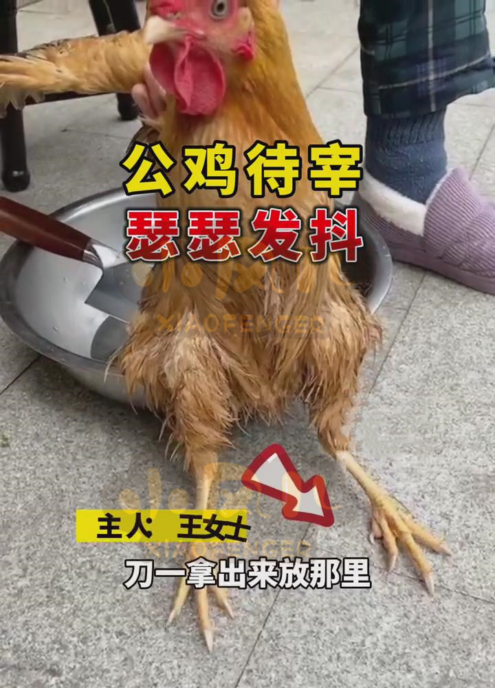 湖北咸宁一女子要宰杀公鸡,刀刚拿出来鸡就瑟瑟发抖,网友:放了吧!