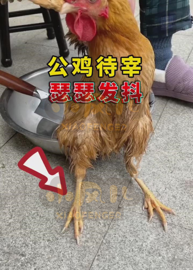 湖北咸宁一女子要宰杀公鸡,刀刚拿出来鸡就瑟瑟发抖,网友:放了吧!