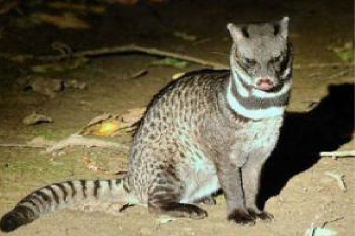 大灵猫