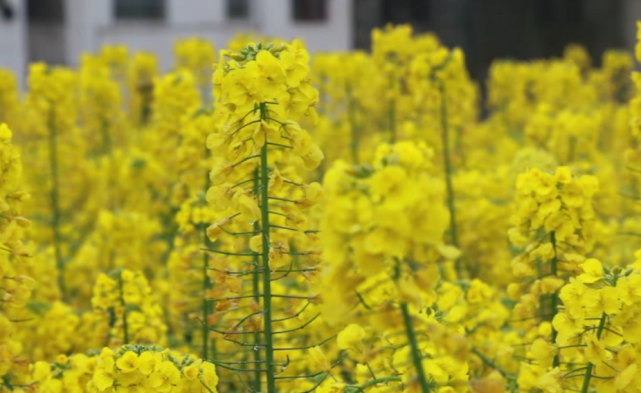 六枝特区郎岱镇12000亩油菜花进入盛花期