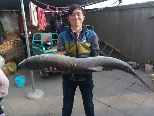70斤巨型鱤鱼游入养殖场附近想吃鱼,结果被附近钓鱼人钓起_腾讯新闻