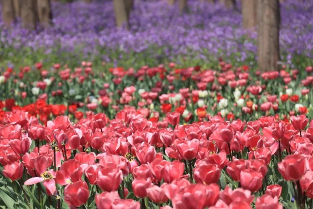 棕榈路郁金香花海