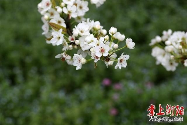 衡阳县梅花村的梨花开了!欢迎来赏"梨海雪原"美景