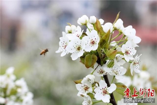 衡阳县梅花村的梨花开了!欢迎来赏"梨海雪原"美景