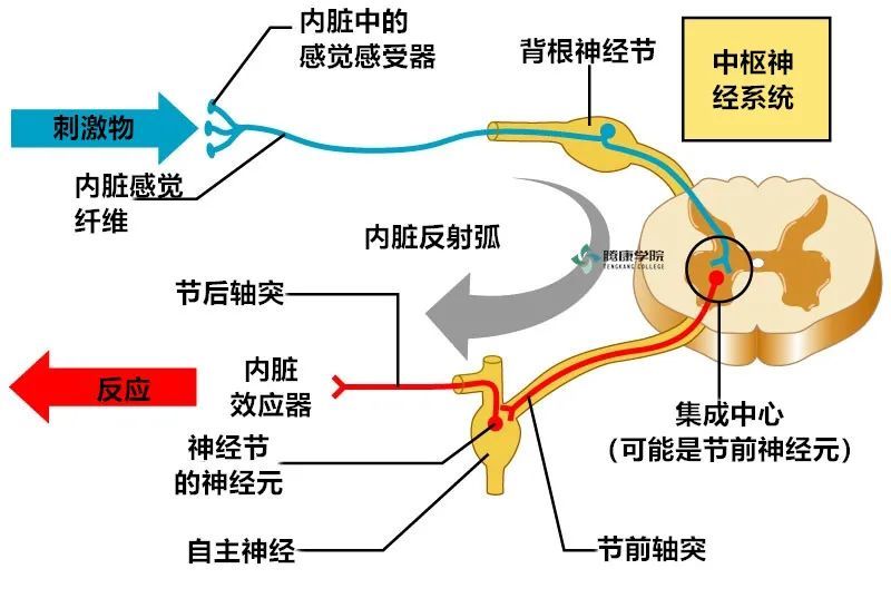 自主神经活动的基本形式—内脏反射Ⅰ