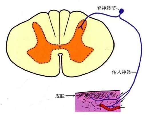 也可通过传入神经元轴突的分支,到达另一部分的神经末梢,由神经末梢