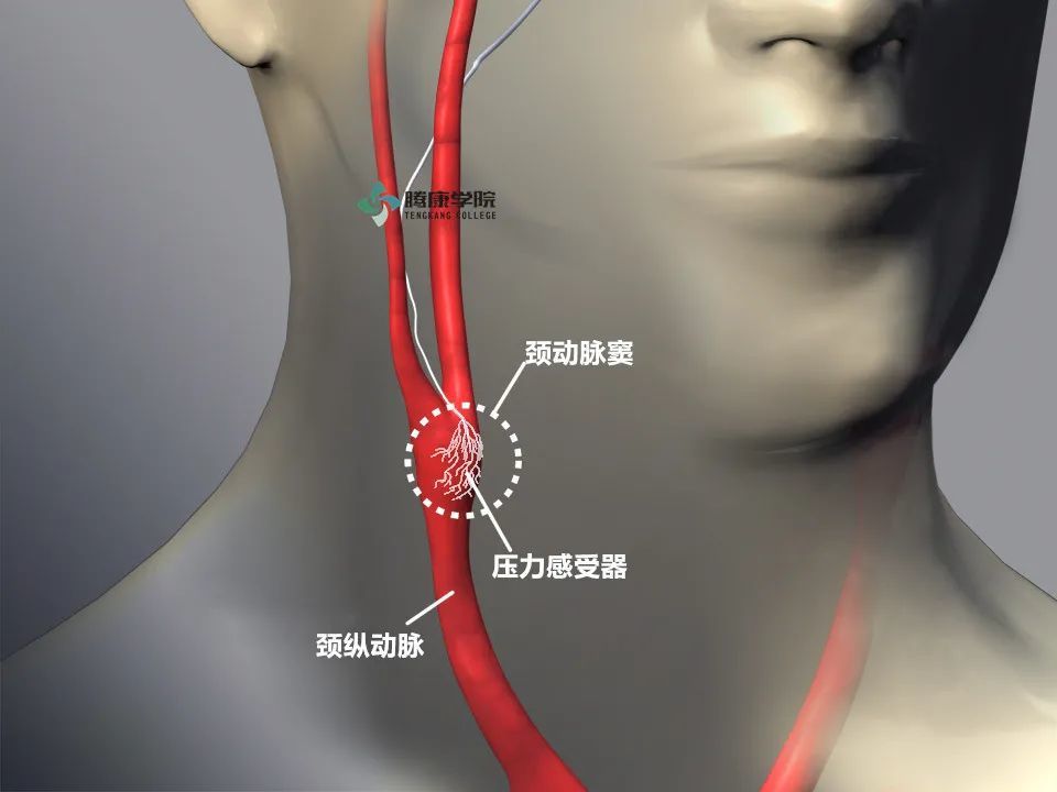 自主神经活动的基本形式—内脏反射Ⅰ