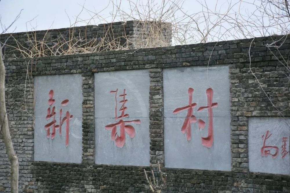 信阳平桥区新集村的油菜花开了,你去看了吗?