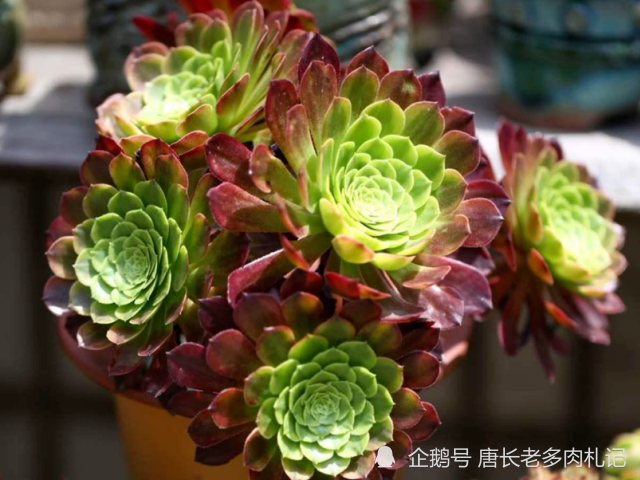 多肉嘉年华法师平常十分低调但养出状态后它的颜值不输任何多肉
