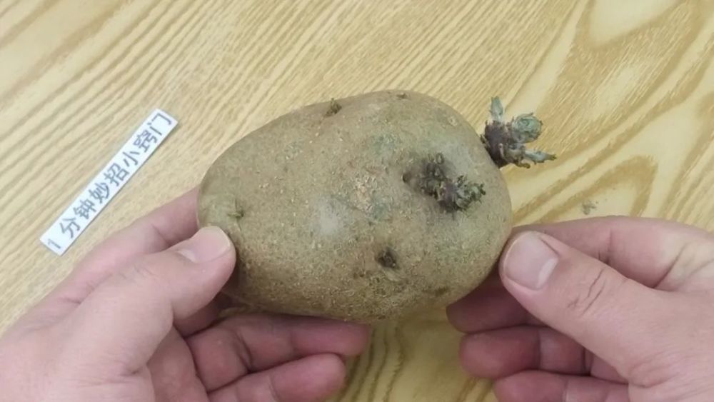 发芽的土豆到底还能不能吃?这么多年一直存在误解,作用真厉害