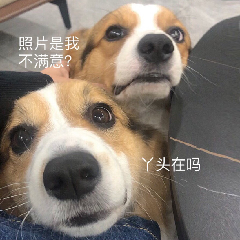 来一组狗子表情包