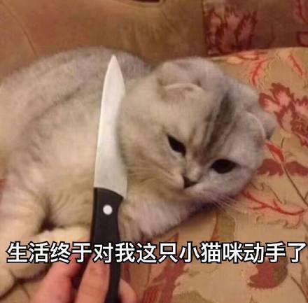 表情包|怼天 怼地 无所畏惧