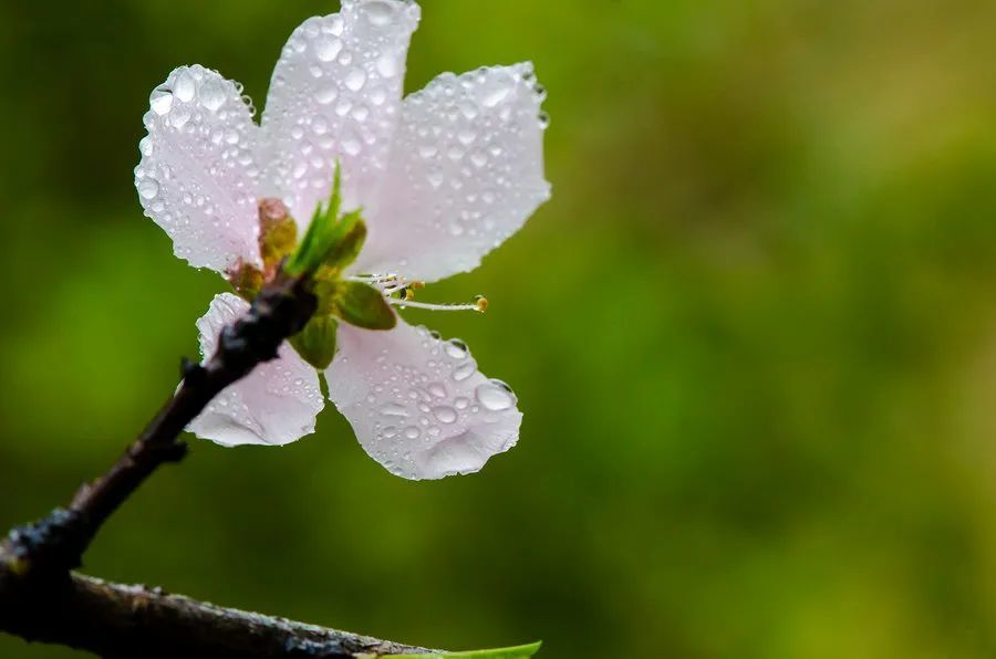 中阮三月里的小雨一朝春雨过万物皆清明