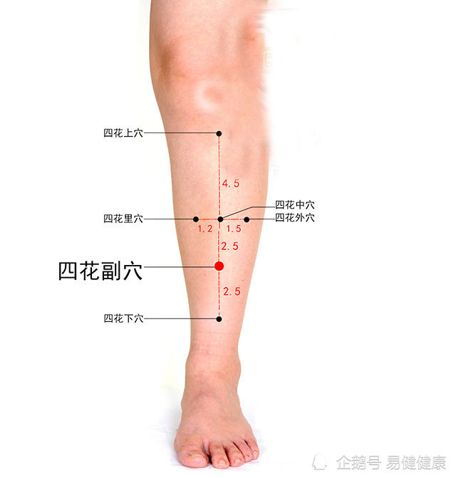 中医健康养生之人体小腿部穴位四花副穴