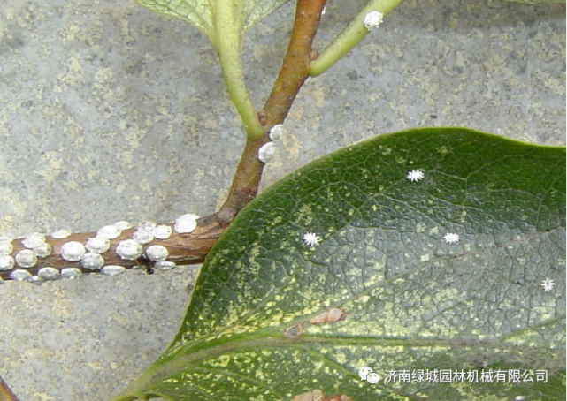 蚧壳虫的识别和防治技术春季常见蚧壳虫综合防治技术