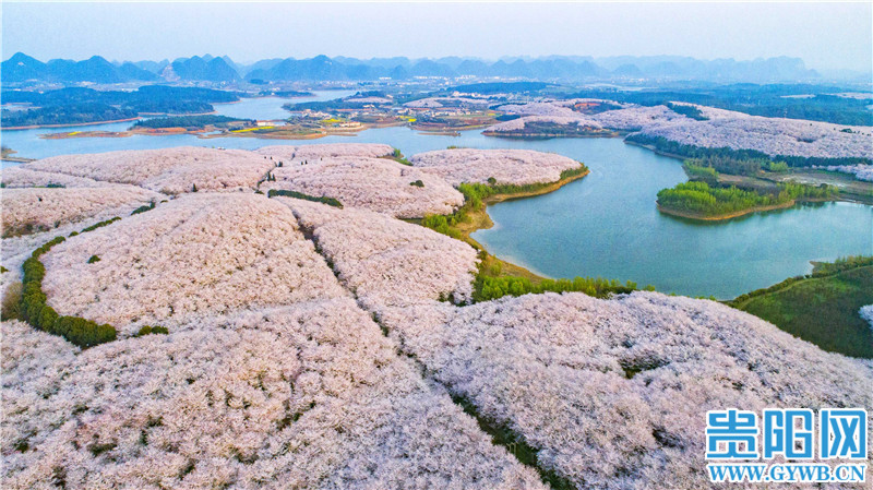 美炸了航拍贵安樱花园万亩樱花粉染红枫湖岸