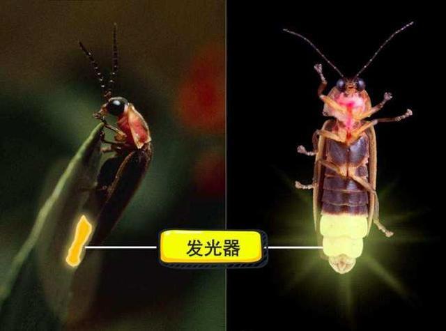 农村的萤火虫都去哪里了,为什么都看不到它们了?