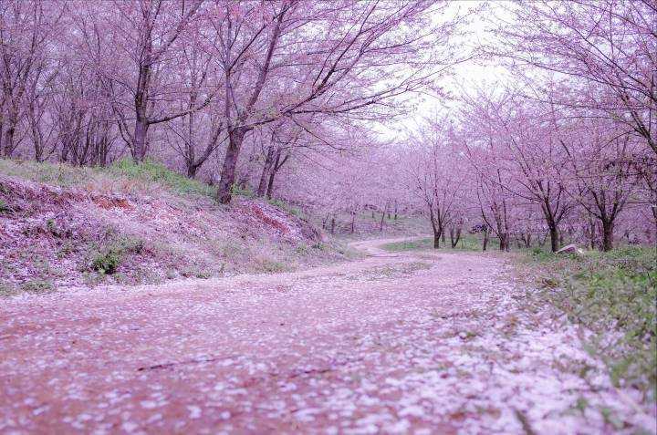 被称为"蓝色星球最美的樱花园之一"贵州平坝樱花园!