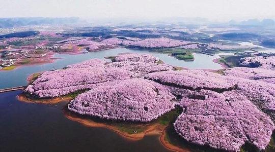 被称为蓝色星球最美的樱花园之一贵州平坝樱花园