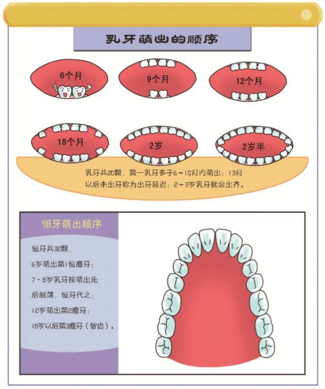 宝宝的长牙时间,一张图让你秒懂宝宝长牙顺序!