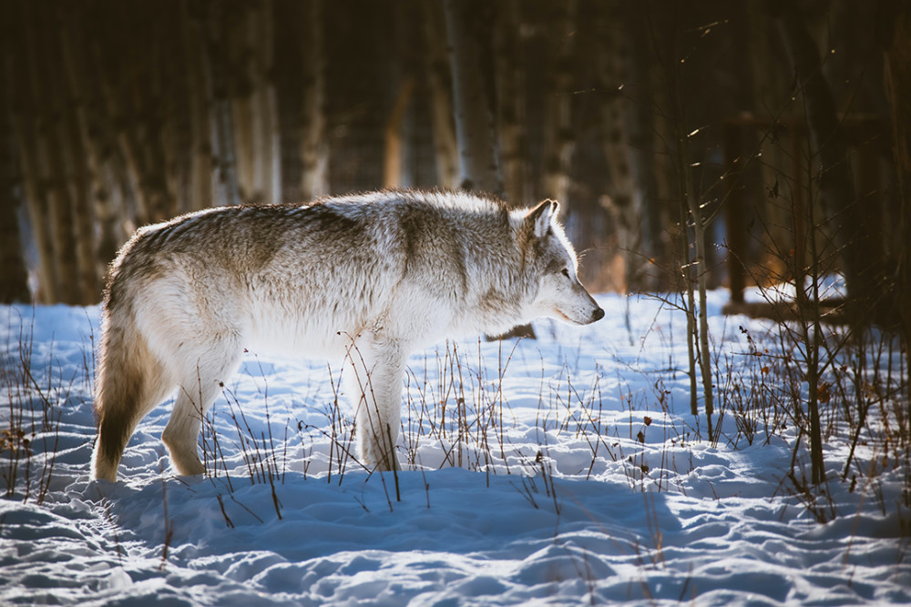 加拿大森林狼  canis lupus