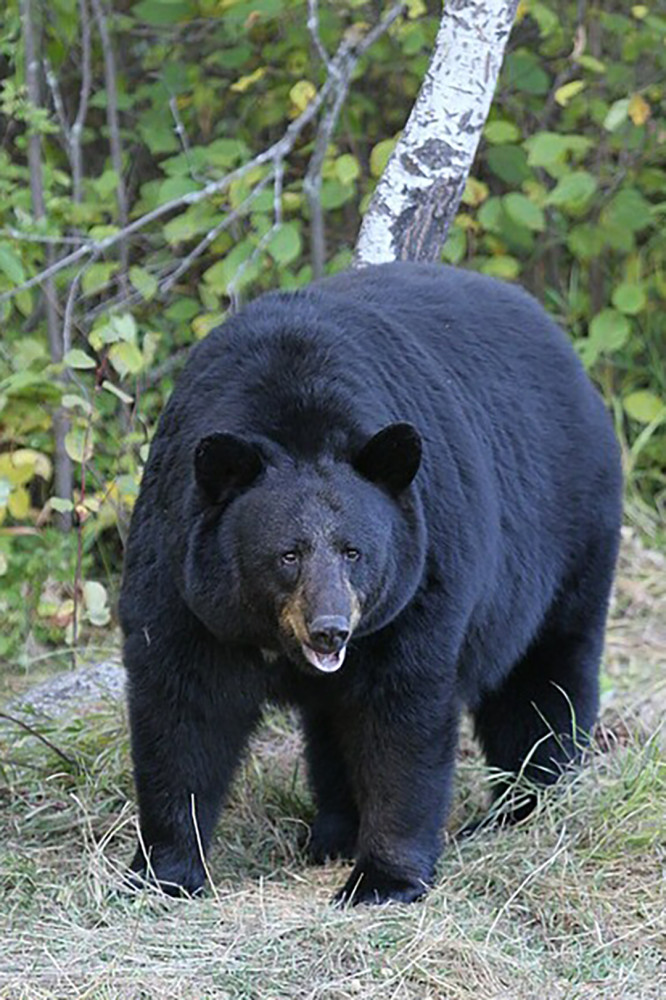 美洲黑熊  ursus americanus