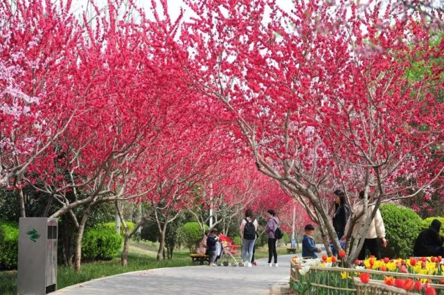 绿博园“问花节”将于3月27日盛大开幕