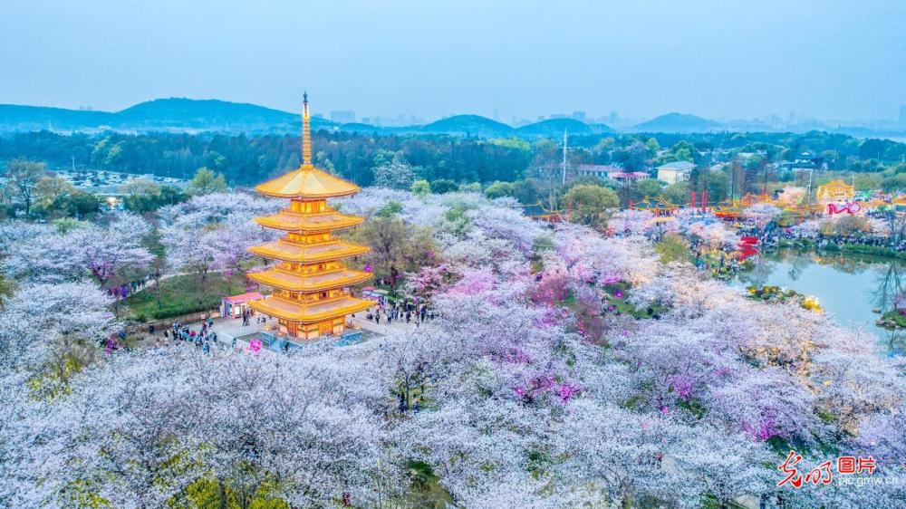 湖北武汉:夜色东湖樱花园美轮美奂