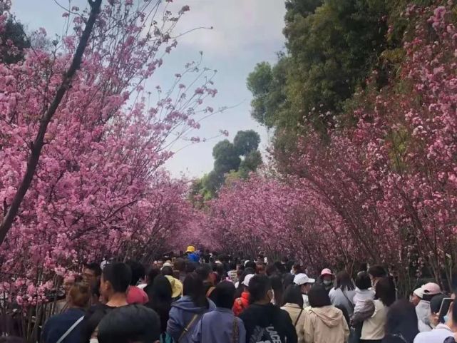 别挤圆通山了!昆明向东,3800亩樱花盛放,粉色海洋铺满整座山