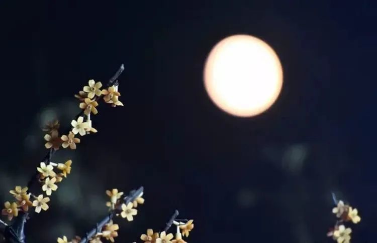 想你的时候问月亮葫芦丝f调动态曲谱