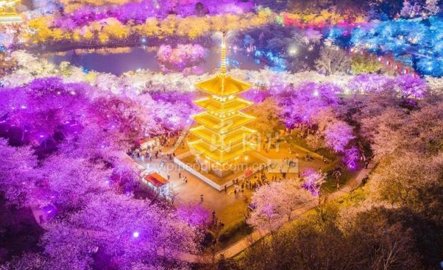 湖北武汉:东湖樱花园夜景美轮美奂
