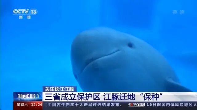 "微笑天使"频"现身"!长江江豚下降趋势得到遏制 保护仍任重道远