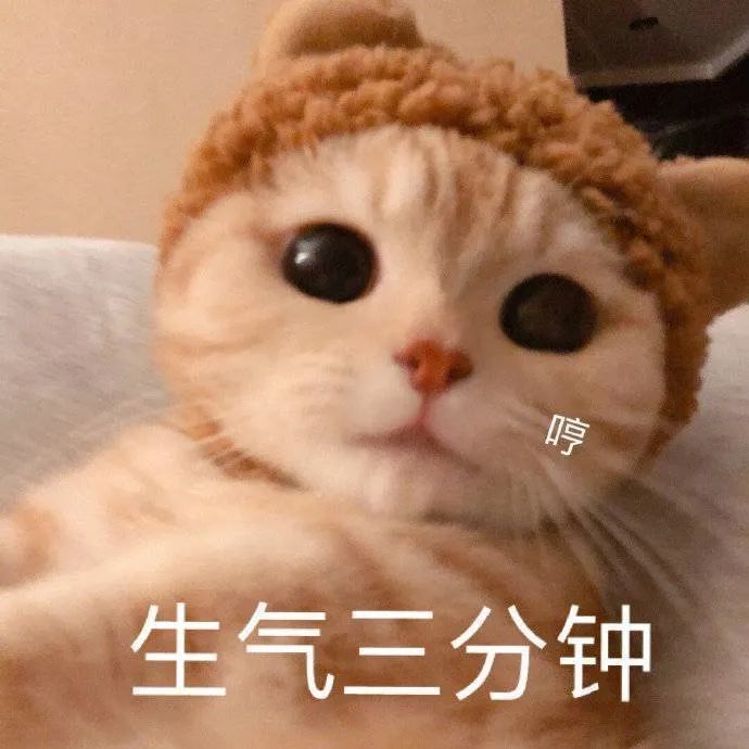 表情包:你说什么就是什么咯,反正我又不敢顶嘴