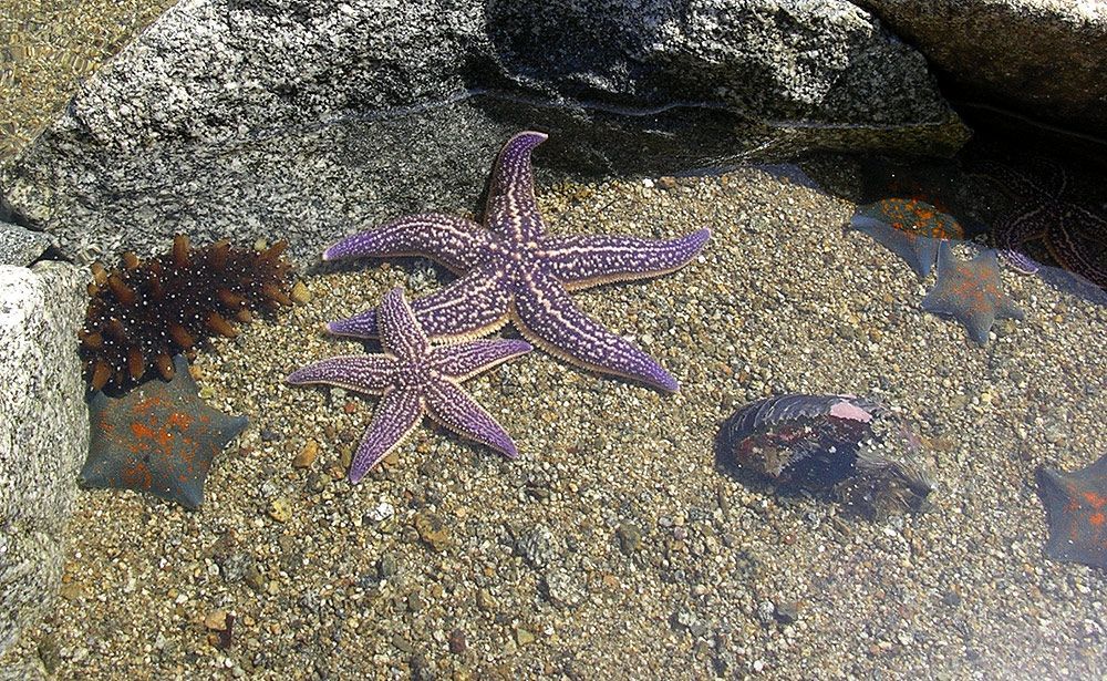 海星泛滥,渔民损失惨重,如此软萌的小生物,为何成了"蛤蜊杀手"