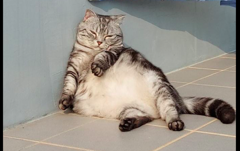 网友到楼顶晒太阳却发现有一只猫咪在晒太阳这姿势好妖娆啊
