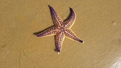 后续来了!青岛海域海星急寻克星供不应求