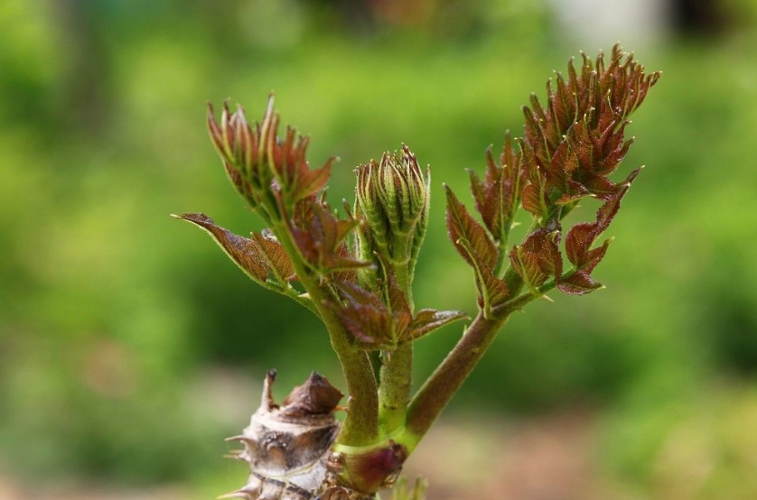 这树一身刺,树芽则是极品野菜,出口日本成高档菜,营养