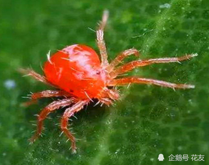 蚜虫和红蜘蛛传染强,以防为主,保持通风_腾讯新闻