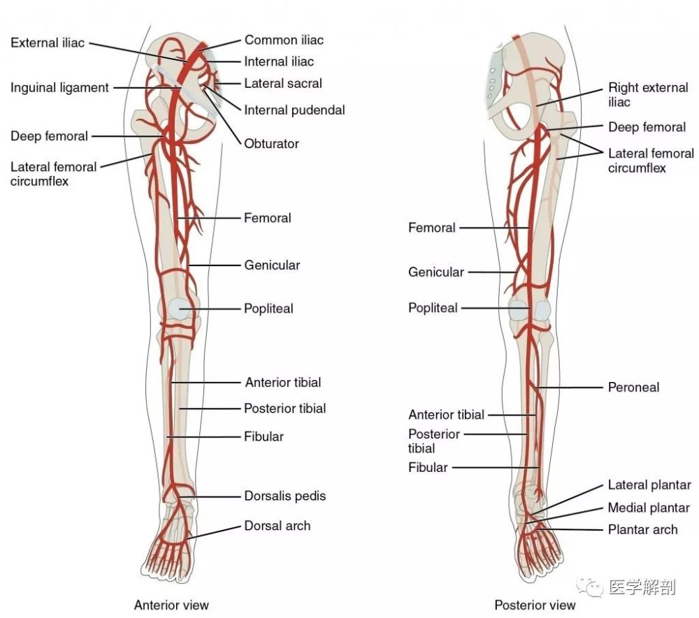 下肢动脉的解 剖