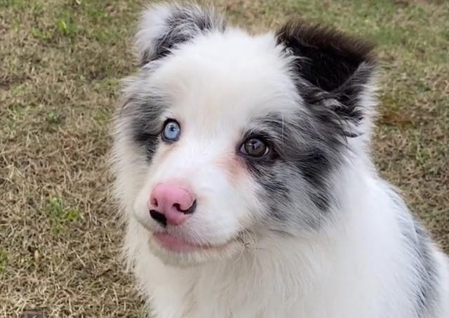 捡到一只边牧幼犬,养了一晚上,终于明白了它被遗弃的原因