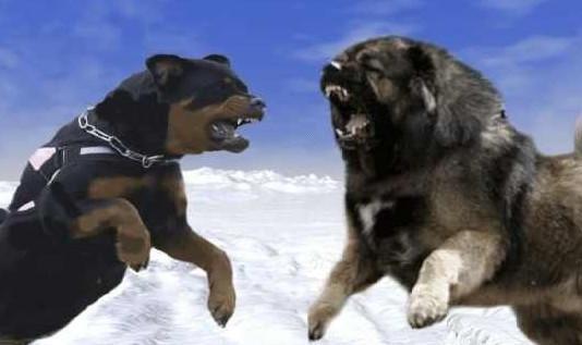 高加索犬和北美灰狼,谁更厉害?为什么?