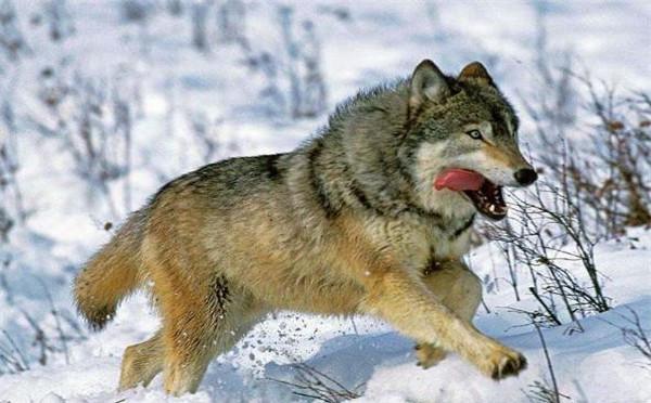 高加索犬和北美灰狼,谁更厉害?为什么?