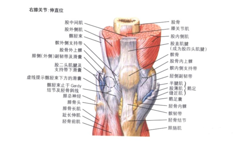 髌骨解剖及髌骨病变影像学表现