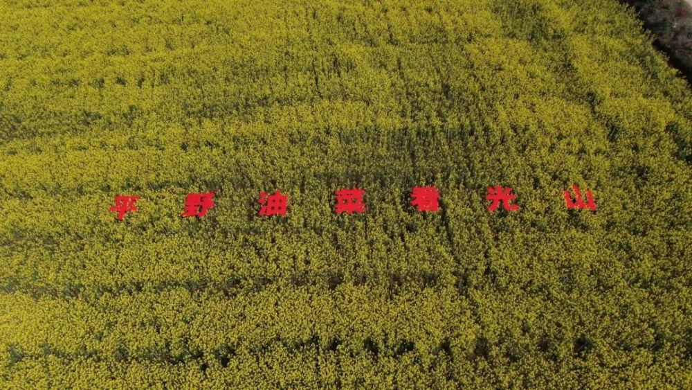 我县举办第四届仙居油菜花文化节