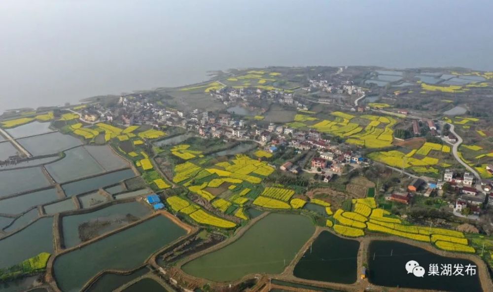 《行遍合肥》巢湖油菜花海已上线!遍地金黄!