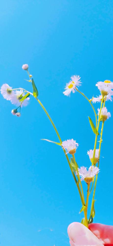 一波鲜花唯美壁纸来袭爱与不爱只是一念之间