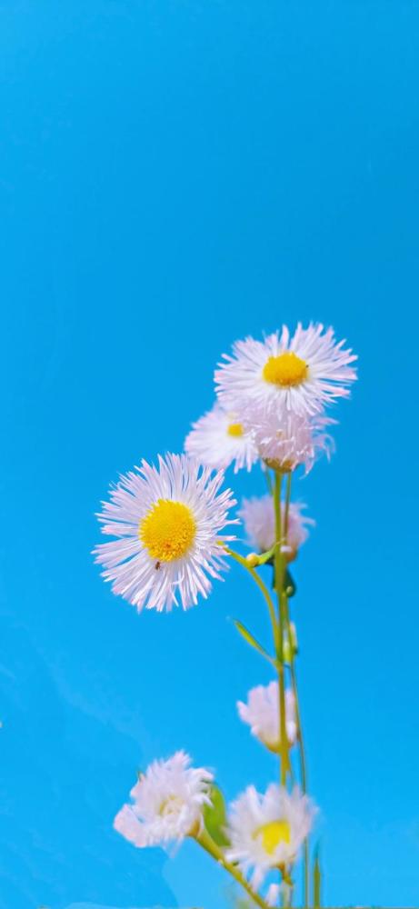 一波鲜花唯美壁纸来袭爱与不爱只是一念之间